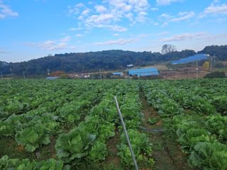 천년의사랑님의 배추 · 영농일지 작성글 사진