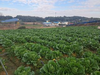 천년의사랑님의 배추 · 영농일지 작성글 사진