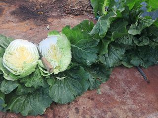 천년의사랑님의 배추 · 영농일지 작성글 사진