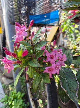 왕대추님의 자유주제 · 자유게시판 작성글 사진