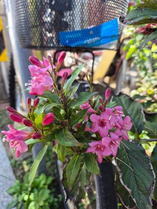 왕대추님의 자유주제 · 자유게시판 작성글 사진