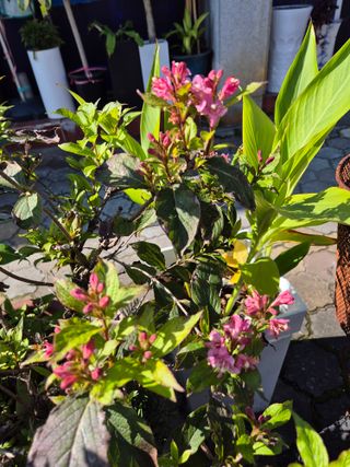 왕대추님의 자유주제 · 자유게시판 작성글 사진