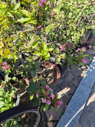 왕대추님의 자유주제 · 자유게시판 작성글 사진