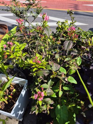 왕대추님의 자유주제 · 자유게시판 작성글 사진