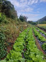 팜모닝 배추·영농일지 게시글 이미지