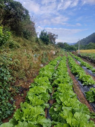 양정순님의 배추 · 영농일지 작성글 사진