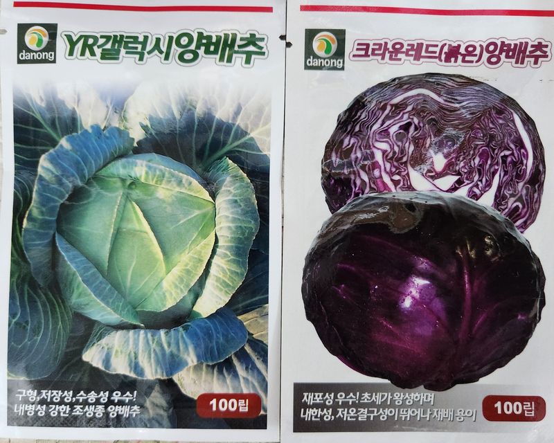 장터 상품 [갤럭시양배추씨앗100립+크라운레드양배추씨앗100립 25년] 썸네일