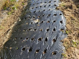 왕개미님의 마늘 · 영농일지 작성글 사진