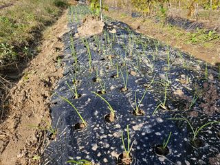 왕개미님의 마늘 · 영농일지 작성글 사진