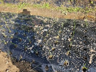 왕개미님의 마늘 · 영농일지 작성글 사진