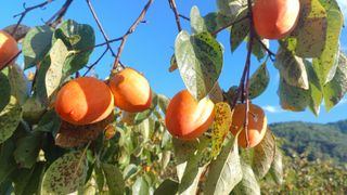 산골촌부님의 자유주제 · 자유게시판 작성글 사진