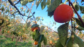 산골촌부님의 자유주제 · 자유게시판 작성글 사진