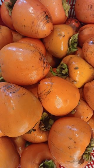 산골촌부님의 자유주제 · 자유게시판 작성글 사진