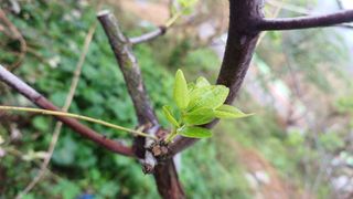 산골촌부님의 자유주제 · 자유게시판 작성글 사진