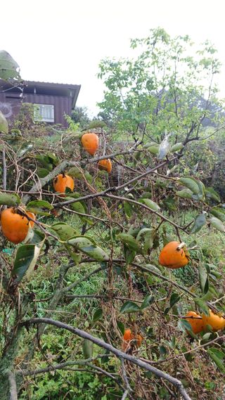 산골촌부님의 자유주제 · 자유게시판 작성글 사진