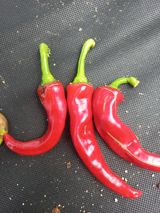 팜모닝 고추·병해충상담 게시글 이미지