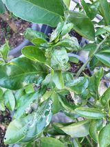 팜모닝 농사, 무엇이든 물어보세요!·참여글 게시글 이미지