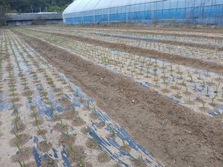 파주고추님의 마늘 · 영농일지 작성글 사진