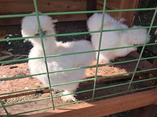 조명희님의 자유주제 · 자유게시판 작성글 사진