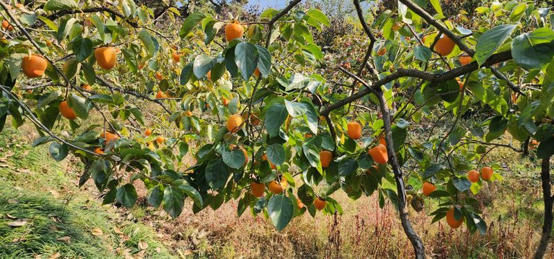 왕주원님의 장터 판매 상품 [대봉감 10키로] 첨부 사진
