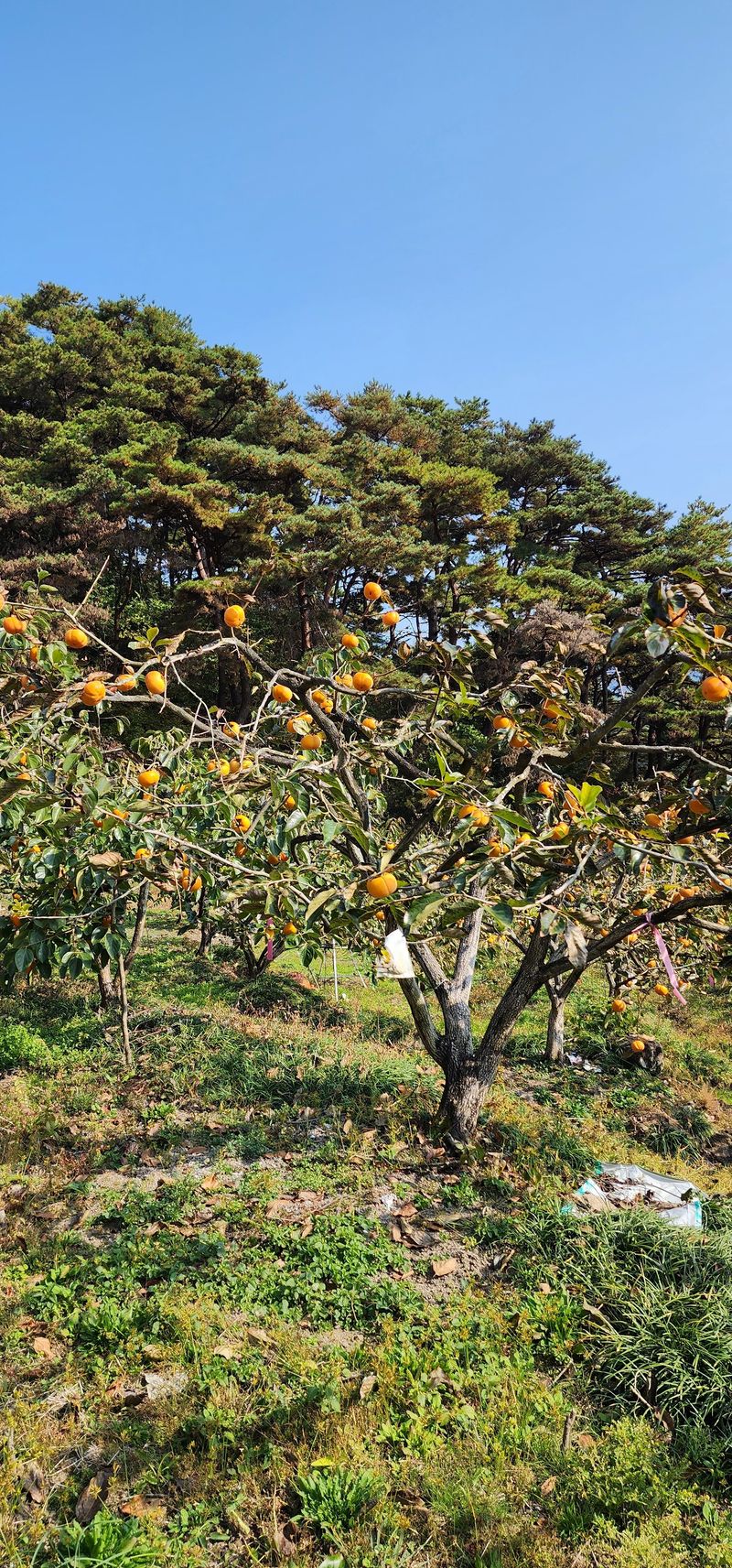 왕주원님의 장터 판매 상품 [대봉감 10키로] 첨부 사진