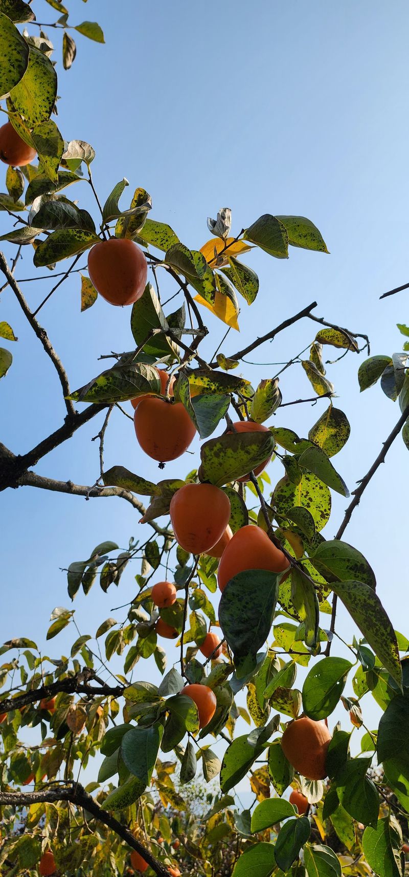 왕주원님의 장터 판매 상품 [대봉감 10키로] 첨부 사진