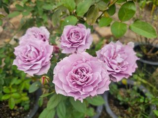 이동순님의 자유주제 · 자유게시판 작성글 사진