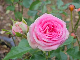 이동순님의 자유주제 · 자유게시판 작성글 사진