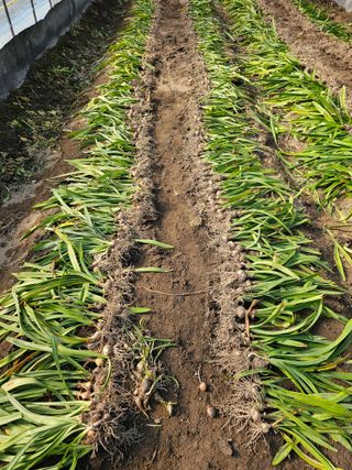 이동순님의 자유주제 · 자유게시판 작성글 사진