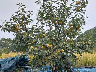 ksnam님의 감 · 영농일지 작성글 사진