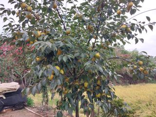 ksnam님의 감 · 영농일지 작성글 사진