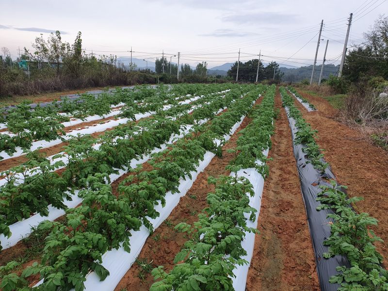 장터 상품 [가을에 재배한  홍감자씨  팝니다 ] 썸네일