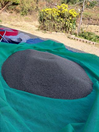 ksnam님의 들깨 · 영농일지 작성글 사진