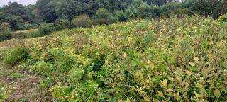 ksnam님의 들깨 · 영농일지 작성글 사진