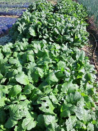 윤문옥님의 자유주제 · 자유게시판 작성글 사진