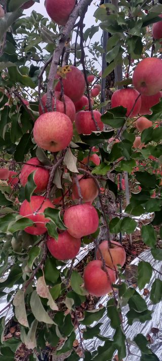 강성분님의 11월 농사 계획 공유하기 · 참여글 작성글 사진