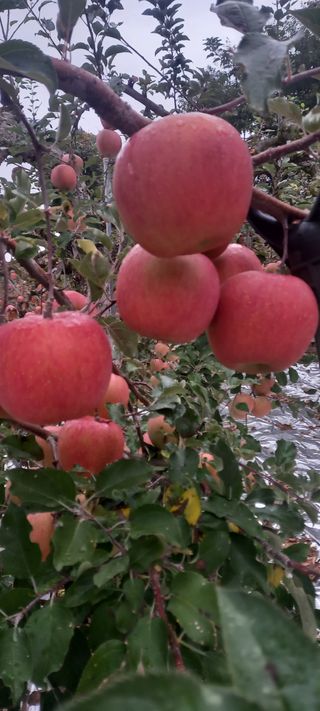 강성분님의 11월 농사 계획 공유하기 · 참여글 작성글 사진