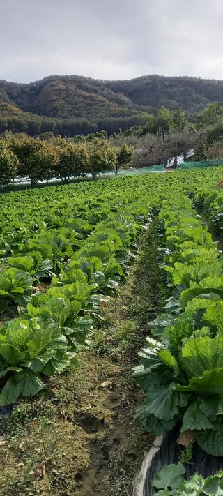 강성분님의 11월 농사 계획 공유하기 · 참여글 작성글 사진