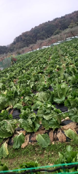 강성분님의 11월 농사 계획 공유하기 · 참여글 작성글 사진