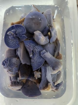 김영옥님의 자유주제 · 자유게시판 작성글 사진