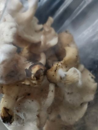 김영옥님의 자유주제 · 자유게시판 작성글 사진