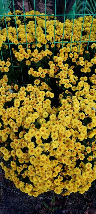 안재성님의 자유주제 · 사진전 작성글 사진