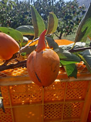 농촌사랑님의 자유주제 · 자유게시판 작성글 사진