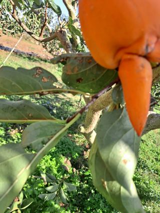 농촌사랑님의 자유주제 · 자유게시판 작성글 사진