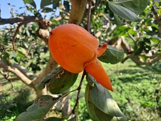 농촌사랑님의 자유주제 · 자유게시판 작성글 사진