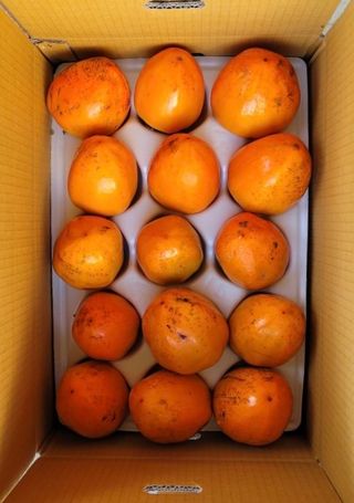 다온아띠농원 장현호님의 작성글 사진