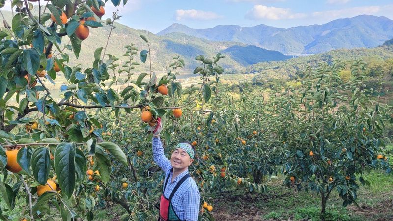 다온아띠농원 장현호님의 장터 판매 상품 [대봉감 10kg] 첨부 사진