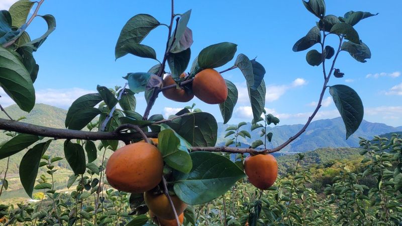 다온아띠농원 장현호님의 장터 판매 상품 [대봉감 10kg] 첨부 사진