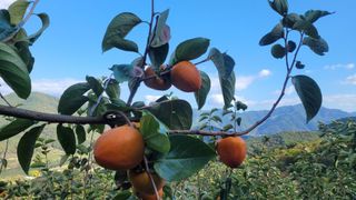 다온아띠농원 장현호님의 작성글 사진