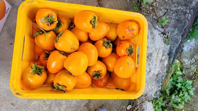 다온아띠농원 장현호님의 장터 판매 상품 [대봉감 10kg] 첨부 사진